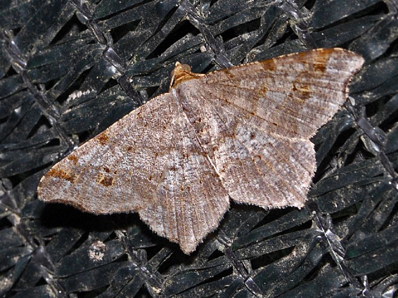 Una falena su una rete - da identificare